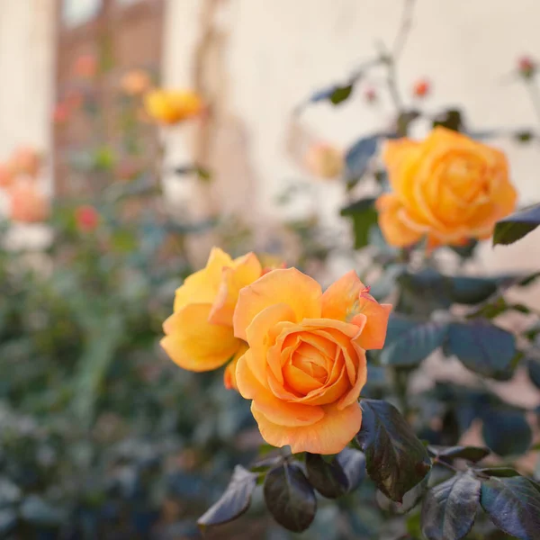 Blühende Blüten Einer Modernen Englischen Hybridteerose Traditionelles Steinhaus Schöner Sommergarten — Stockfoto