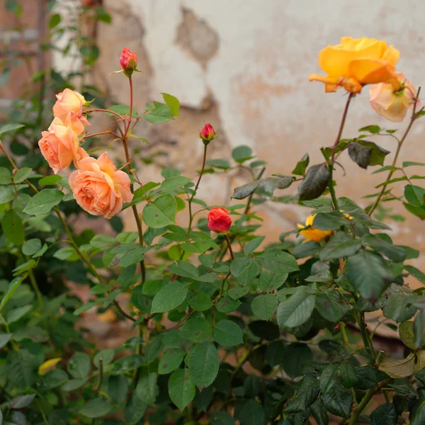 Blooming Flowers Modern English Hybrid Tea Rose Traditional Stone House — Stockfoto