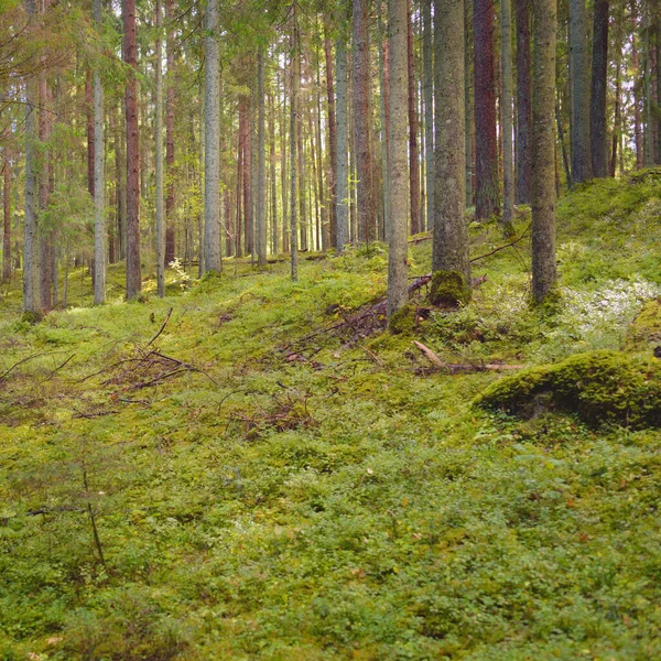 Overgrown Hills Mysterious Northern Evergreen Forest Mighty Trees Plants Moss — Zdjęcie stockowe