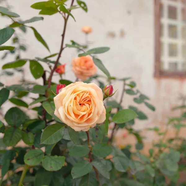 Blooming Flowers Modern English Hybrid Tea Rose Traditional Stone House — Stockfoto