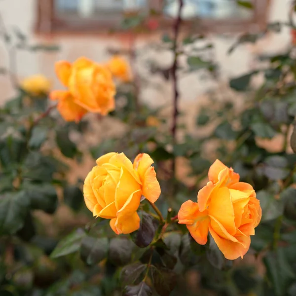 Blooming Flowers Modern English Hybrid Tea Rose Traditional Stone House — Stockfoto