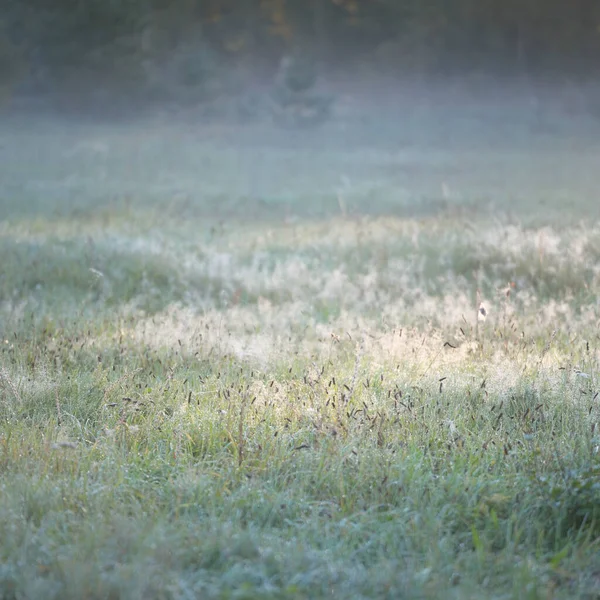 Bosque Prado Césped Amanecer Plantas Gotas Rocío Niebla Matutina Luz — Foto de Stock