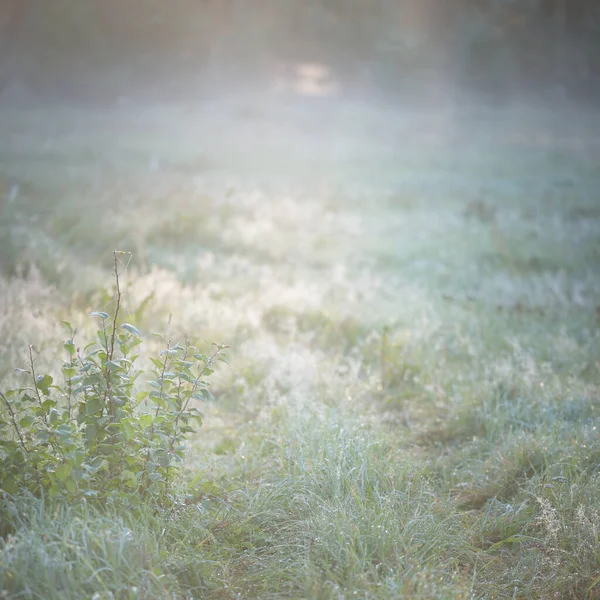 Bosque Prado Césped Amanecer Plantas Gotas Rocío Niebla Matutina Luz —  Fotos de Stock