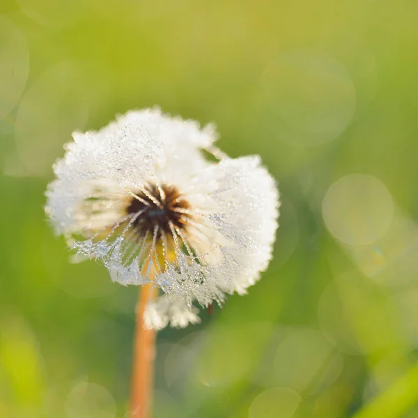 Weiße Löwenzahnblüte Taraxacum Morgens Mit Tautropfen Bedeckt Aus Nächster Nähe — Stockfoto