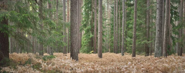 Pathway Evergreen Forest Mighty Pine Spruce Trees Golden Fern Leaves — ストック写真