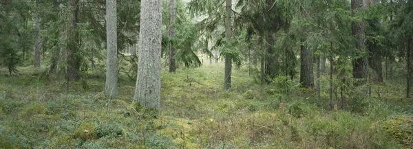 Panoramatický Výhled Majestátní Věčně Zelený Les Mohutné Borovice Smrky Mech — Stock fotografie