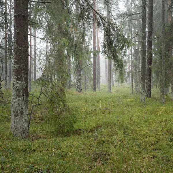 Görkemli Evergreen Ormanı 'nın panoramik manzarası. Güçlü çam ve çam ağaçları, yosun, eğrelti otu, bitkiler. Sis, sis, yumuşak güneş ışığı. Atmosferik manzara. Doğa, çevre, ekoloji. İsveç, İskandinavya