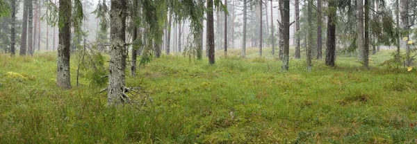 Panorámás Kilátás Nyílik Fenséges Örökzöld Erdőben Hatalmas Fenyő Lucfenyő Moha — Stock Fotó