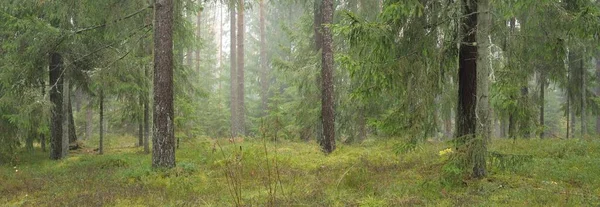 Panoramic View Majestic Evergreen Forest Mighty Pine Spruce Trees Moss — Stockfoto