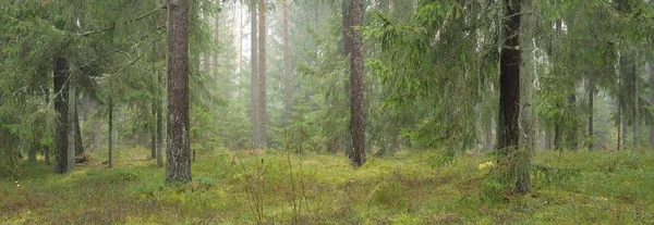 Panoramic View Majestic Evergreen Forest Mighty Pine Spruce Trees Moss — стоковое фото