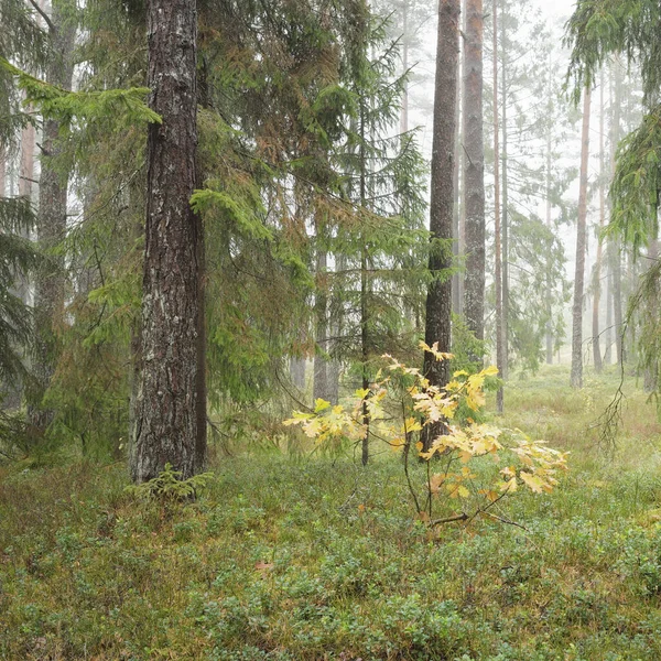 Πανοραμική Θέα Στο Μαγευτικό Καταπράσινο Δάσος Πεύκα Και Έλατο Βρύα — Φωτογραφία Αρχείου