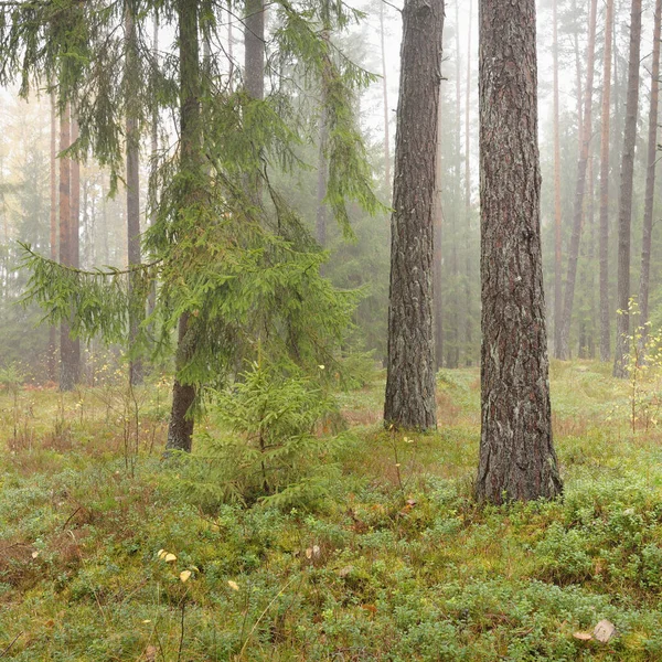 Panoramic View Majestic Evergreen Forest Mighty Pine Spruce Trees Moss — Stock Photo, Image