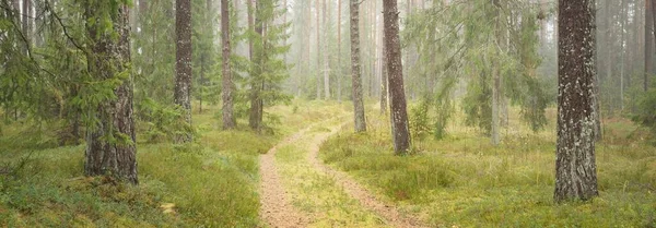 Pathway Majestic Evergreen Forest Mighty Pine Spruce Trees Moss Fern — Fotografia de Stock