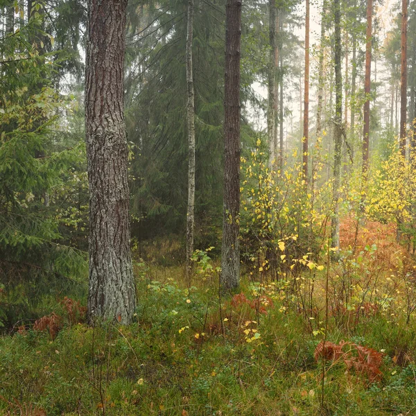 Panoramic View Majestic Evergreen Forest Mighty Pine Spruce Trees Moss — Photo