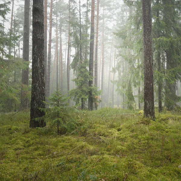 Panoramic View Majestic Evergreen Forest Mighty Pine Spruce Trees Moss — Stockfoto