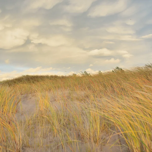 Baltic Sea Shore Sunset Beach Sand Dunes Dune Grass Clear — Foto Stock