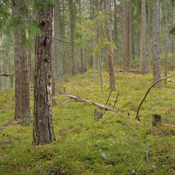 Cesta Mezi Kopci Majestátního Stále Zeleného Borového Lesa Mocné Stromy — Stock fotografie