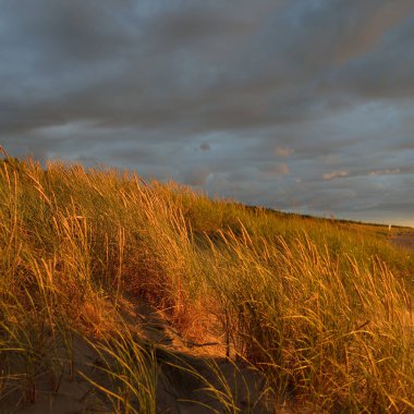 Dramatik günbatımı gökyüzü, Baltık deniz kıyısında fırtına bulutları. Kum çimi (Ammophila). Yumuşak güneş ışığı, altın saat. Doğa, çevre, ekoloji, botanik