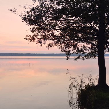 Forest lake at sunset. Mighty trees. Soft sunlight, glowing clouds, symmetry reflections in a crystal clear water. Idyllic landscape. Panoramic view. Nature, ecology, ecotourism. Peace and joy concept