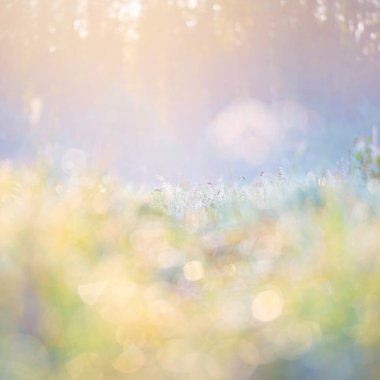 Orman çayırı (çimen) gün doğumunda. Bitkiler, çiy damlaları. Sabah sisi, yumuşak güneş ışığı, güneş ışığı, altın saat. Idyllic manzara. Resimli bir manzara var. Doğa, çevre, ekoloji