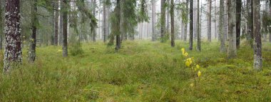 Görkemli Evergreen Ormanı 'nın panoramik manzarası. Güçlü çam ve çam ağaçları, yosun, eğrelti otu, bitkiler. Sis, sis, yumuşak güneş ışığı. Atmosferik manzara. Doğa, çevre, ekoloji. İsveç, İskandinavya