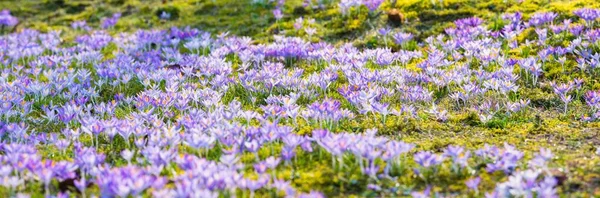 Close Blooming Purple Crocus Flowers Trees Background Forest Park Europe — Zdjęcie stockowe