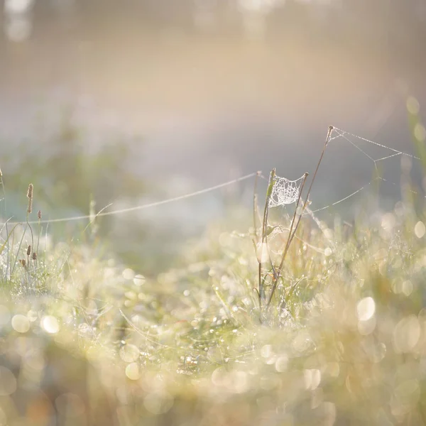 Lesní Louka Trávník Při Východu Slunce Rostliny Kapky Rosy Ranní — Stock fotografie