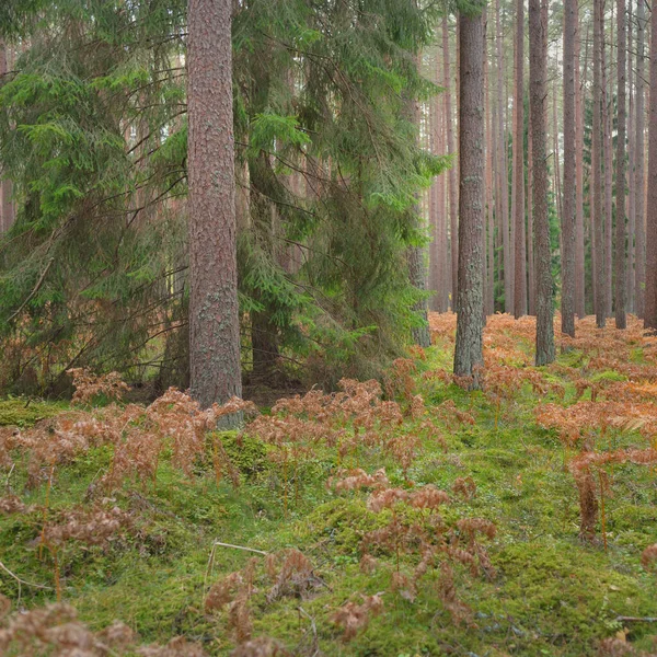 Pathway Evergreen Forest Mighty Pine Spruce Trees Golden Fern Leaves — 스톡 사진