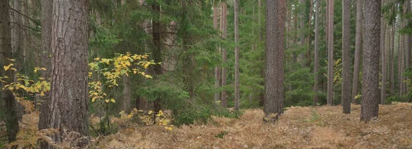 Vägen Genom Den Vintergröna Skogen Mäktiga Tall Och Gran Träd — Stockfoto
