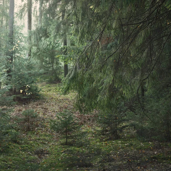 Sentiero Tra Colline Della Maestosa Foresta Sempreverde Potenti Pini Abeti — Foto Stock