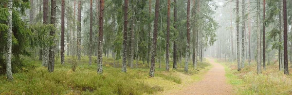 Pathway Majestic Evergreen Forest Mighty Pine Spruce Trees Moss Fern — ストック写真