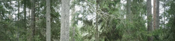 Panoramic view of the majestic evergreen forest. Mighty pine and spruce trees. Fog, mist, soft sunlight. Atmospheric landscape. Nature, environment, ecology. Sweden, Scandinavia
