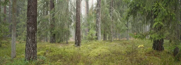 Panoramiczny Widok Majestatyczny Wiecznie Zielony Las Potężne Sosny Świerki Mech — Zdjęcie stockowe