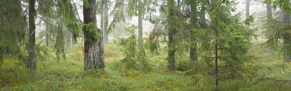 Görkemli Evergreen Ormanı 'nın panoramik manzarası. Güçlü çam ve çam ağaçları, yosun, eğrelti otu, bitkiler. Sis, sis, yumuşak güneş ışığı. Atmosferik manzara. Doğa, çevre, ekoloji. İsveç, İskandinavya