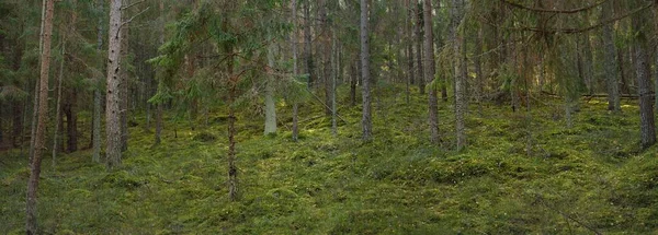 Vägen Genom Kullarna Den Majestätiska Vintergröna Tallskogen Mäktiga Träd Mossa — Stockfoto
