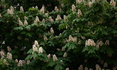 Halka açık bir parkta kestane ağacı açıyor. Beyaz çiçekler. İlkbahar, yazın başı. Karanlık atmosferik manzara. Saf doğa, çevre, ekoloji, şehir bahçe temaları