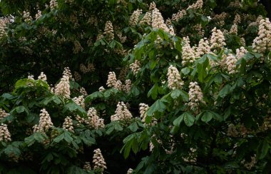 Halka açık bir parkta kestane ağacı açıyor. Beyaz çiçekler. İlkbahar, yazın başı. Karanlık atmosferik manzara. Saf doğa, çevre, ekoloji, şehir bahçe temaları