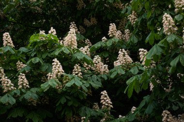 Halka açık bir parkta kestane ağacı açıyor. Beyaz çiçekler. İlkbahar, yazın başı. Karanlık atmosferik manzara. Saf doğa, çevre, ekoloji, şehir bahçe temaları