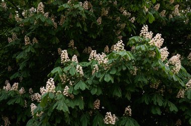 Halka açık bir parkta kestane ağacı açıyor. Beyaz çiçekler. İlkbahar, yazın başı. Karanlık atmosferik manzara. Saf doğa, çevre, ekoloji, şehir bahçe temaları