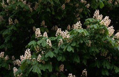Halka açık bir parkta kestane ağacı açıyor. Beyaz çiçekler. İlkbahar, yazın başı. Karanlık atmosferik manzara. Saf doğa, çevre, ekoloji, şehir bahçe temaları