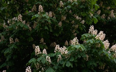 Halka açık bir parkta kestane ağacı açıyor. Beyaz çiçekler. İlkbahar, yazın başı. Karanlık atmosferik manzara. Saf doğa, çevre, ekoloji, şehir bahçe temaları