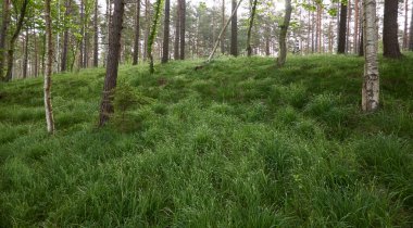 Görkemli yaprak döken orman. Güçlü ağaçlar, yosun, eğrelti otları, bitkiler, çiçekler. Yumuşak güneş ışığı. İskandinavya. Atmosferik manzara. Saf doğa, mevsimler, çevre, eko turizm