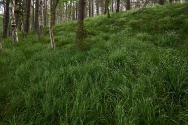Görkemli yaprak döken orman. Güçlü ağaçlar, yosun, eğrelti otları, bitkiler, çiçekler. Yumuşak güneş ışığı. İskandinavya. Atmosferik manzara. Saf doğa, mevsimler, çevre, eko turizm