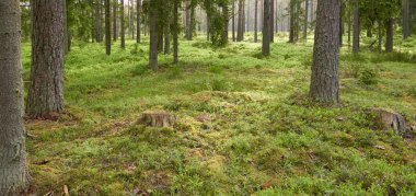 Görkemli Evergreen Ormanı. Güçlü çam ve çam ağaçları, yosun, eğrelti otu, bitkiler. Yumuşak güneş ışığı. İskandinavya. Atmosferik manzara. Saf doğa, mevsimler, çevre, eko turizm