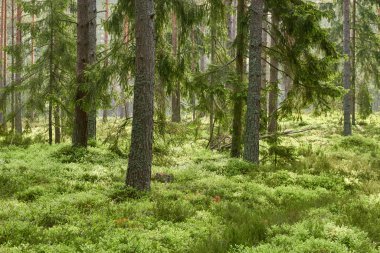 Görkemli Evergreen Ormanı. Güçlü çam ve çam ağaçları, yosun, eğrelti otu, bitkiler. Yumuşak güneş ışığı. İskandinavya. Atmosferik manzara. Saf doğa, mevsimler, çevre, eko turizm
