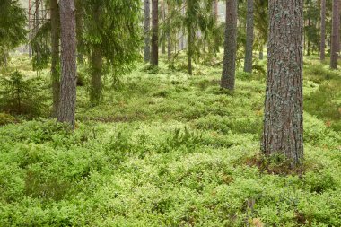 Görkemli Evergreen Ormanı. Güçlü çam ve çam ağaçları, yosun, eğrelti otu, bitkiler. Yumuşak güneş ışığı. İskandinavya. Atmosferik manzara. Saf doğa, mevsimler, çevre, eko turizm