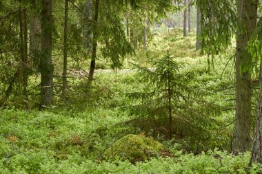 Görkemli Evergreen Ormanı. Güçlü çam ve çam ağaçları, yosun, eğrelti otu, bitkiler. Yumuşak güneş ışığı. İskandinavya. Atmosferik manzara. Saf doğa, mevsimler, çevre, eko turizm