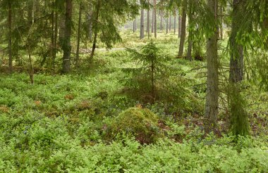 Görkemli Evergreen Ormanı. Güçlü çam ve çam ağaçları, yosun, eğrelti otu, bitkiler. Yumuşak güneş ışığı. İskandinavya. Atmosferik manzara. Saf doğa, mevsimler, çevre, eko turizm