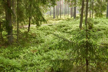 Görkemli Evergreen Ormanı. Güçlü çam ve çam ağaçları, yosun, eğrelti otu, bitkiler. Yumuşak güneş ışığı. İskandinavya. Atmosferik manzara. Saf doğa, mevsimler, çevre, eko turizm