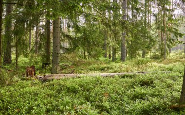 Görkemli Evergreen Ormanı. Güçlü çam ve çam ağaçları, yosun, eğrelti otu, bitkiler. Yumuşak güneş ışığı. İskandinavya. Atmosferik manzara. Saf doğa, mevsimler, çevre, eko turizm